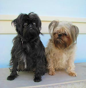 shaved brussels griffon