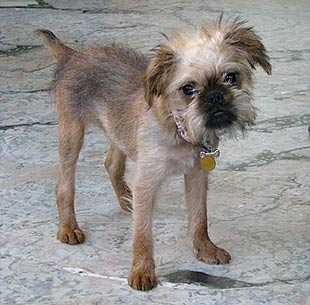 shaved brussels griffon
