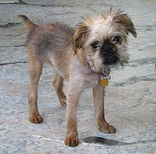 Brussels store griffon chihuahua